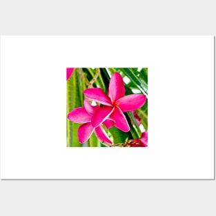 Tropical Pink Plumeria Flower Blooms Posters and Art